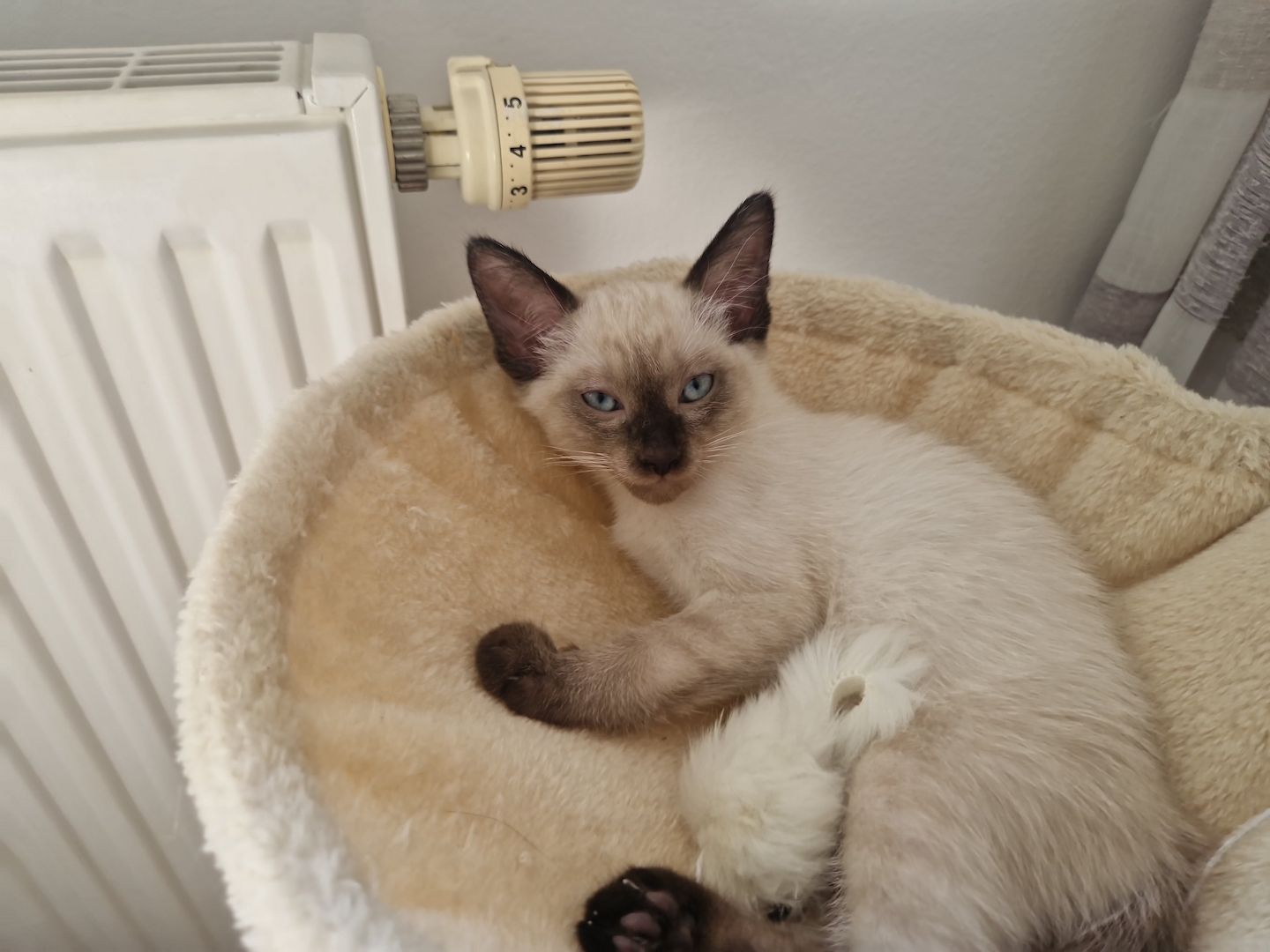 Siamkitten reinrassig