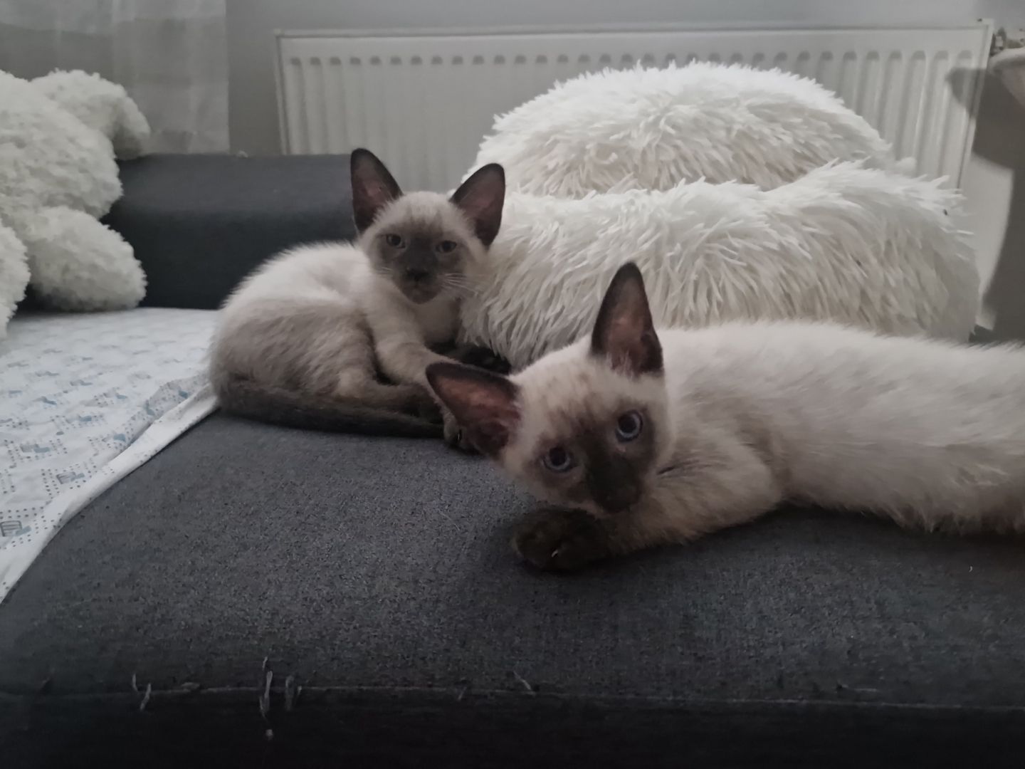Siamkitten reinrassig