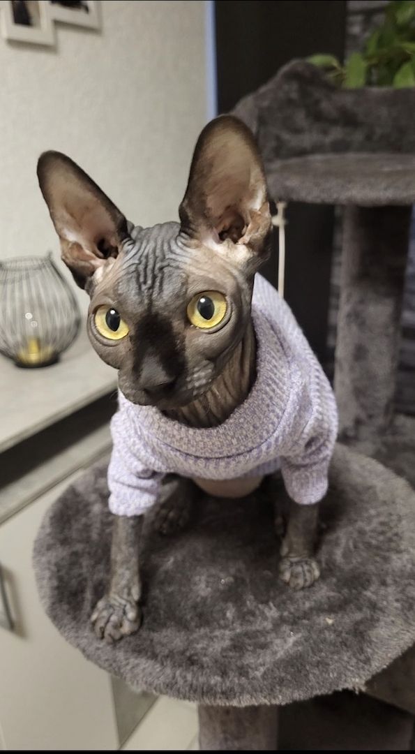 Sphynx katze weiblich