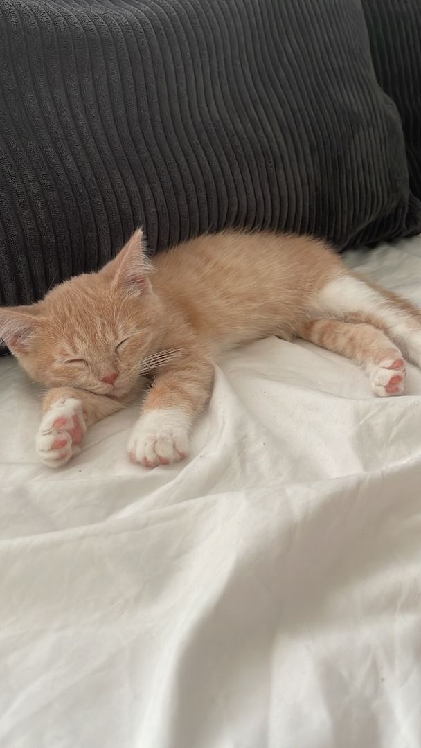 Europäische Kurzhaar Kitten