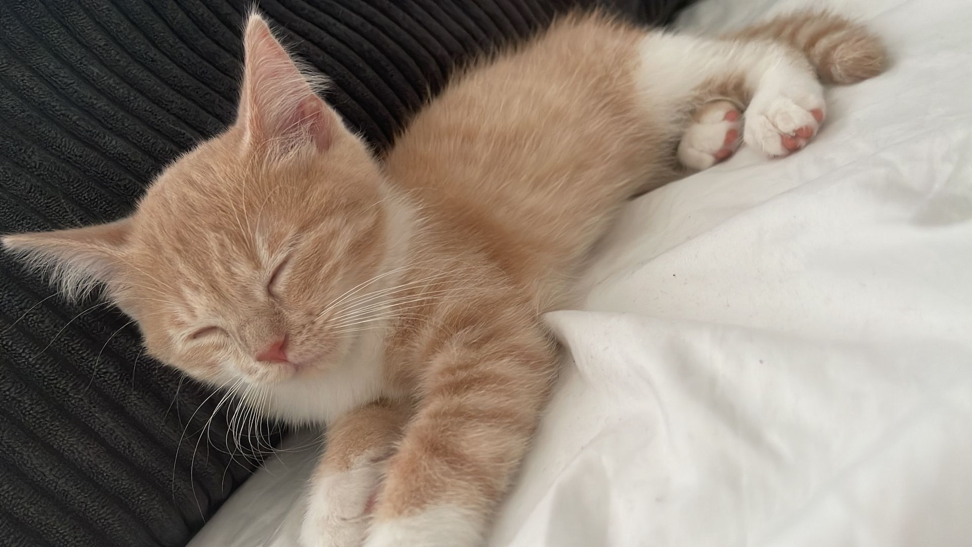 Europäische Kurzhaar Kitten