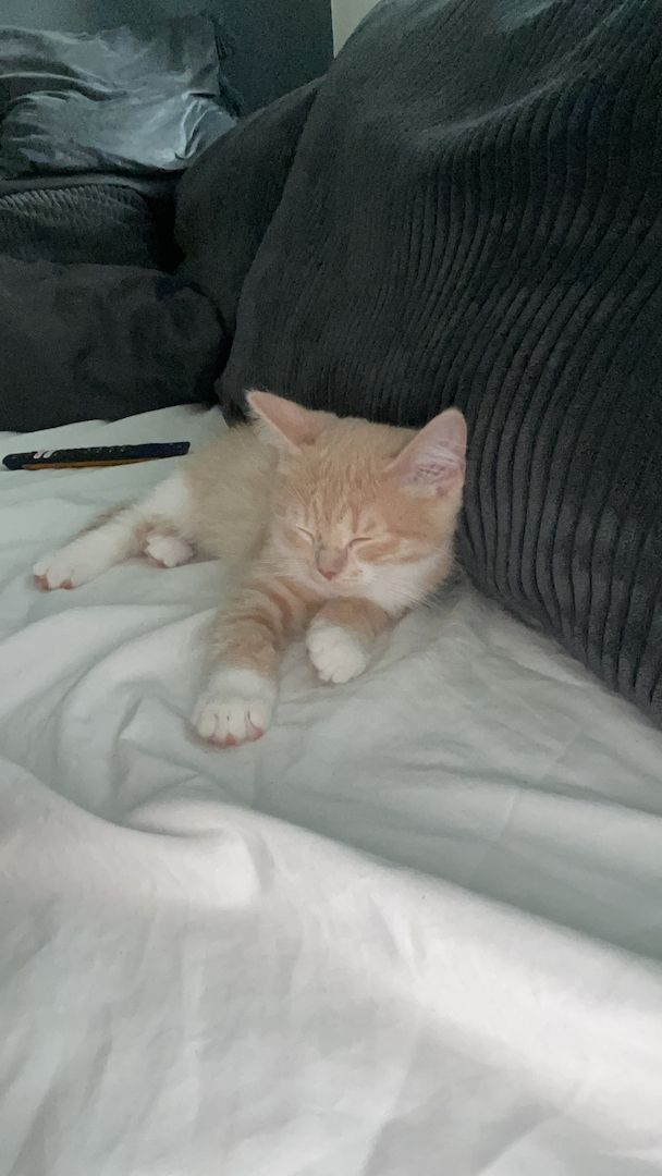 Europäische Kurzhaar Kitten