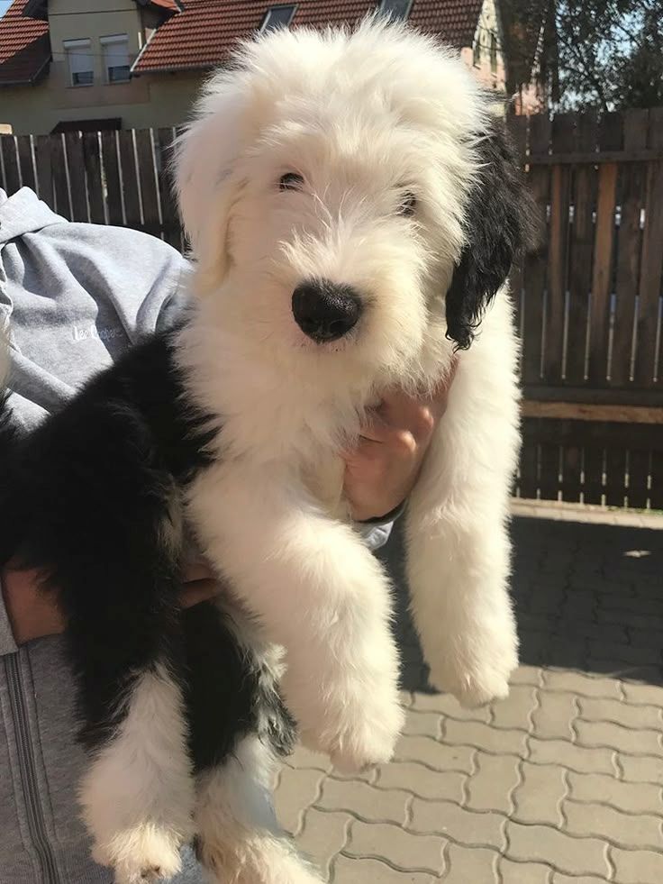 Bobtail Welpen zu verkaufen.