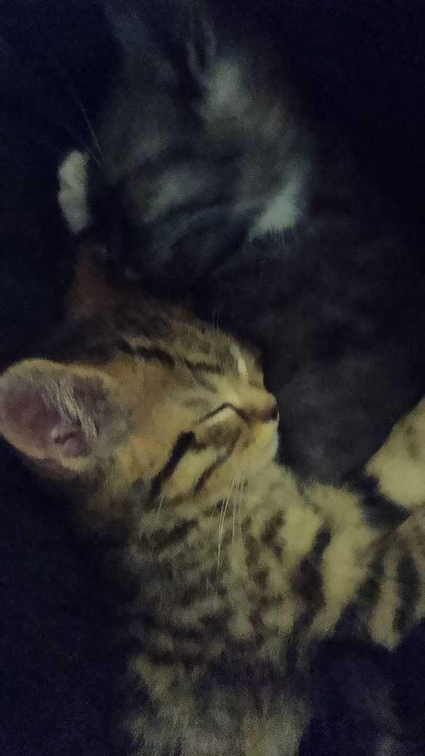 Katzen kitten