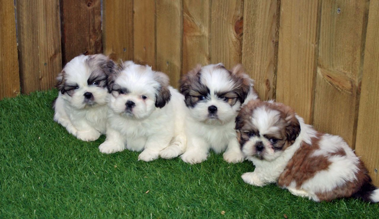 Shih-Tzu-Welpen abzugeben.