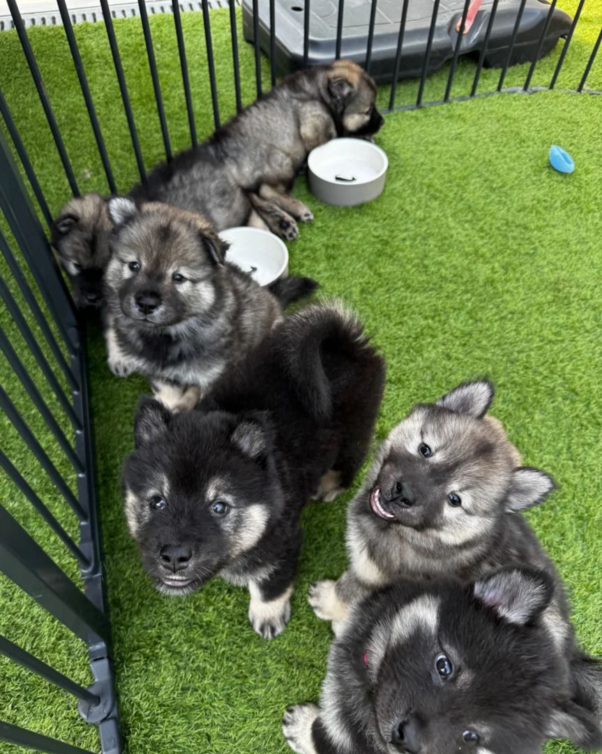 Eurasier-Welpen suchen ein neues Zuhause