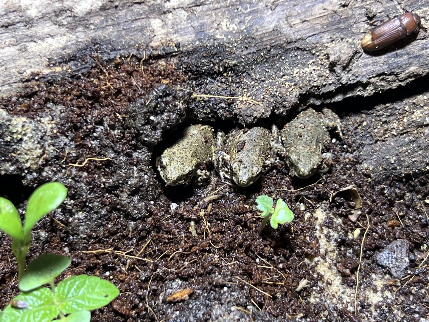 Bufo Alvarius, Laich vom 19.06.2026