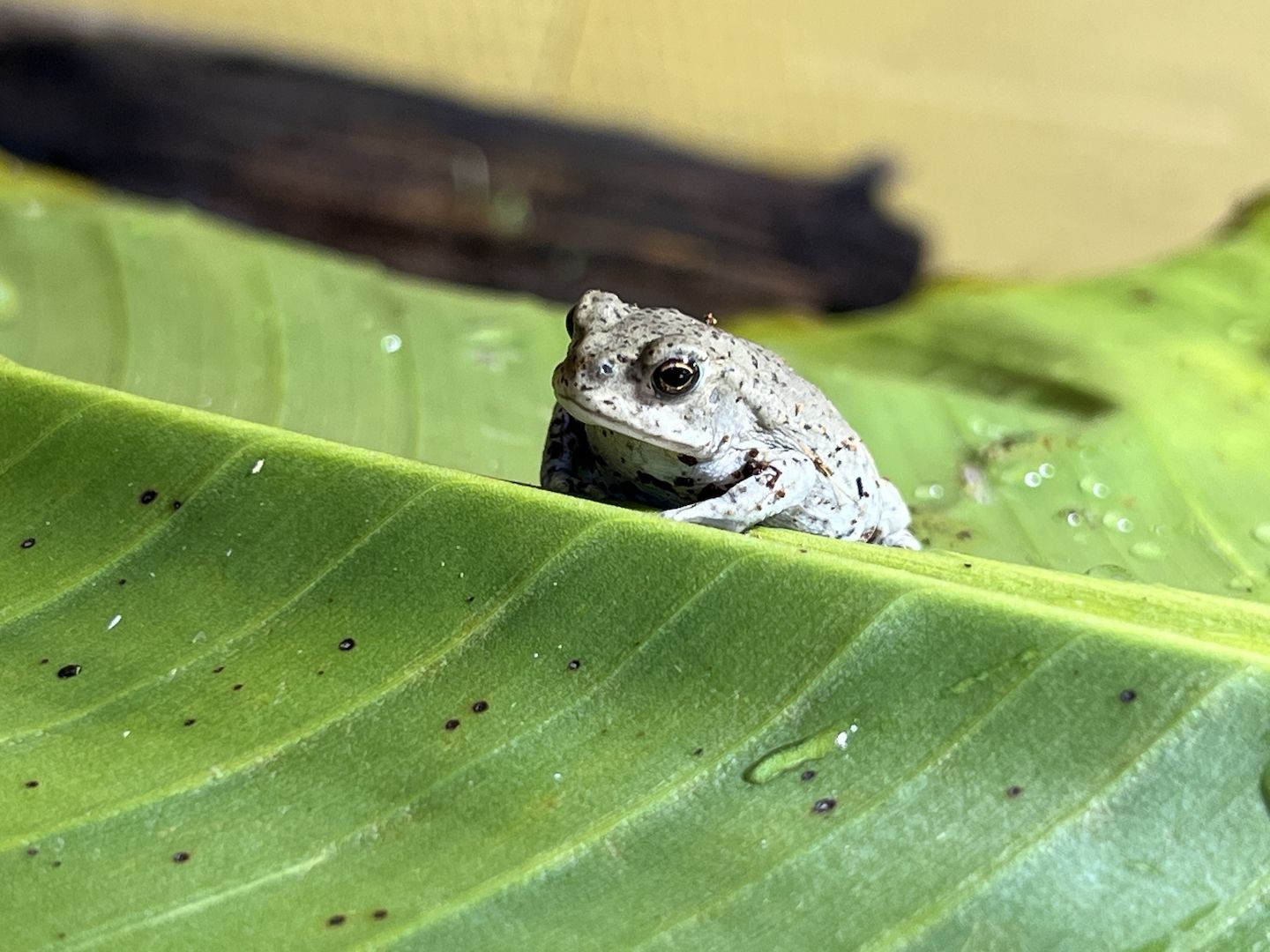 Bufo Alvarius, Laich vom 19.06.2026