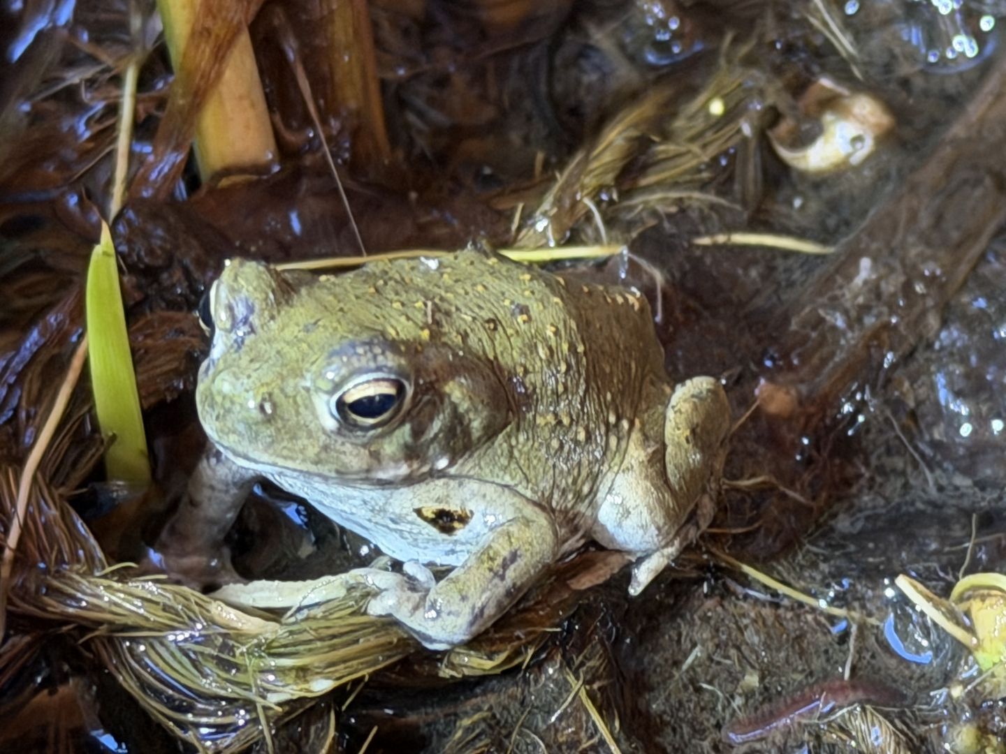 Bufo Alvarius, Laich vom 19.06.2026
