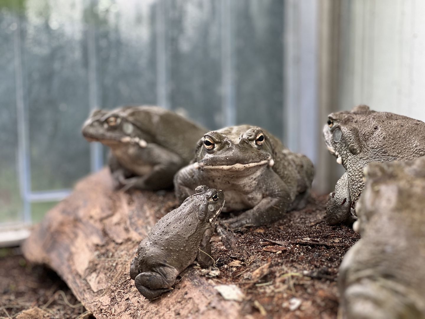 Bufo Alvarius, Laich vom 19.06.2026