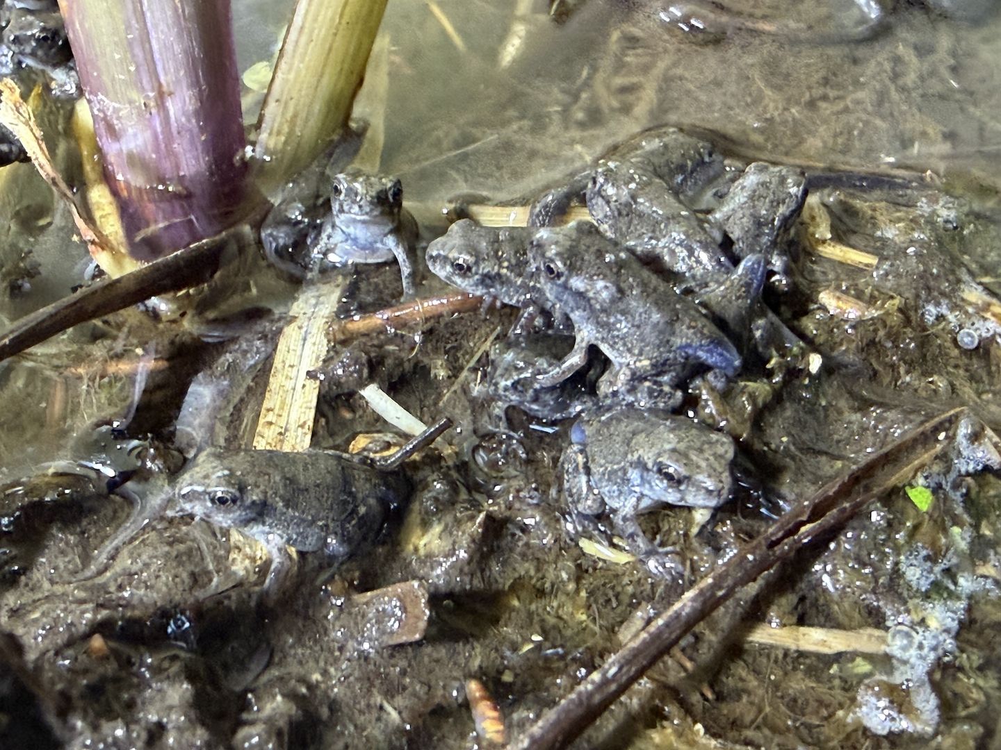 Bufo Alvarius, Laich vom 19.06.2026