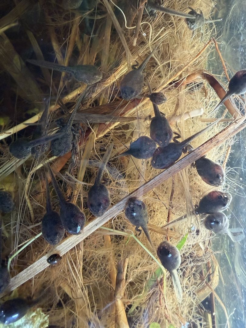 Bufo Alvarius, Laich vom 19.06.2026