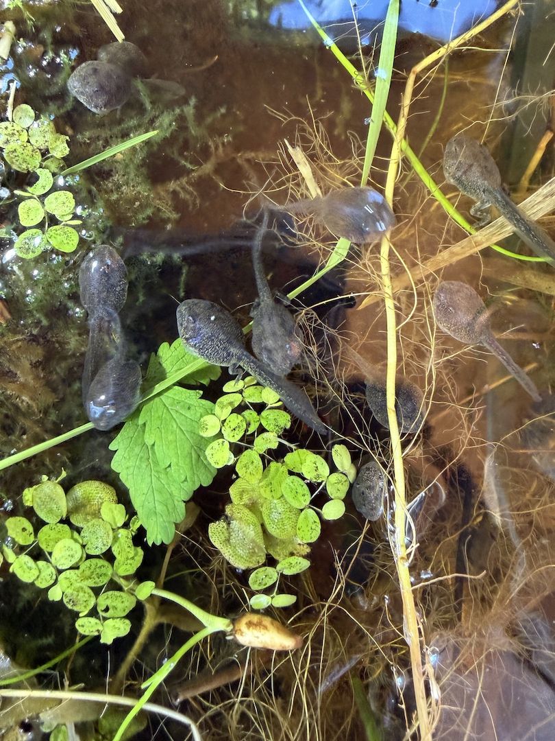 Bufo Alvarius, Laich vom 19.06.2026