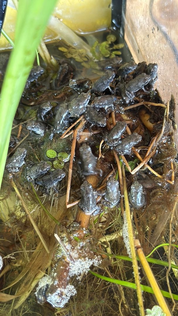 Bufo Alvarius, Laich vom 19.06.2026