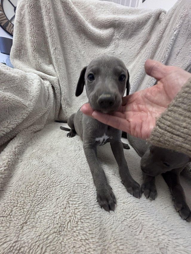 Blaue Whippet-Welpen suchen ein neues Zuhause