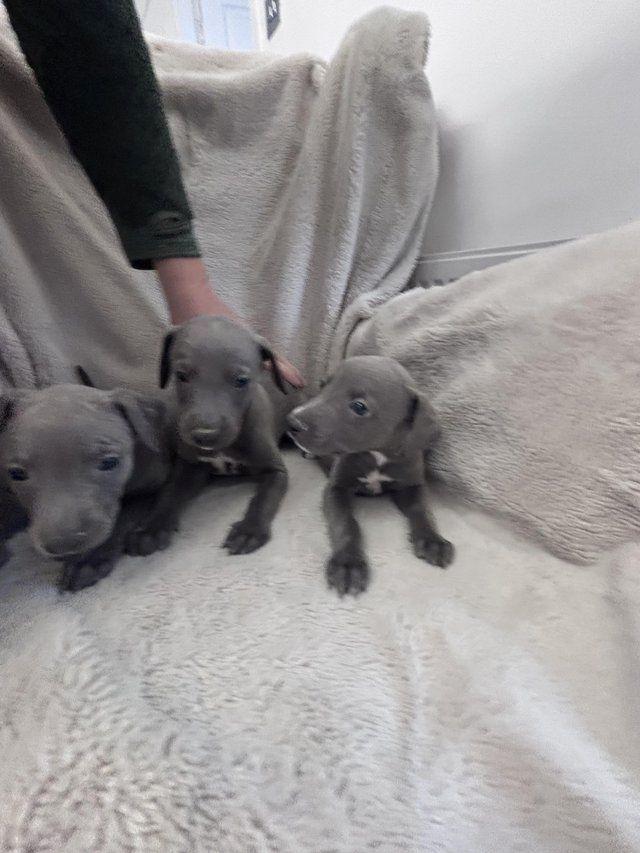 Blaue Whippet-Welpen suchen ein neues Zuhause