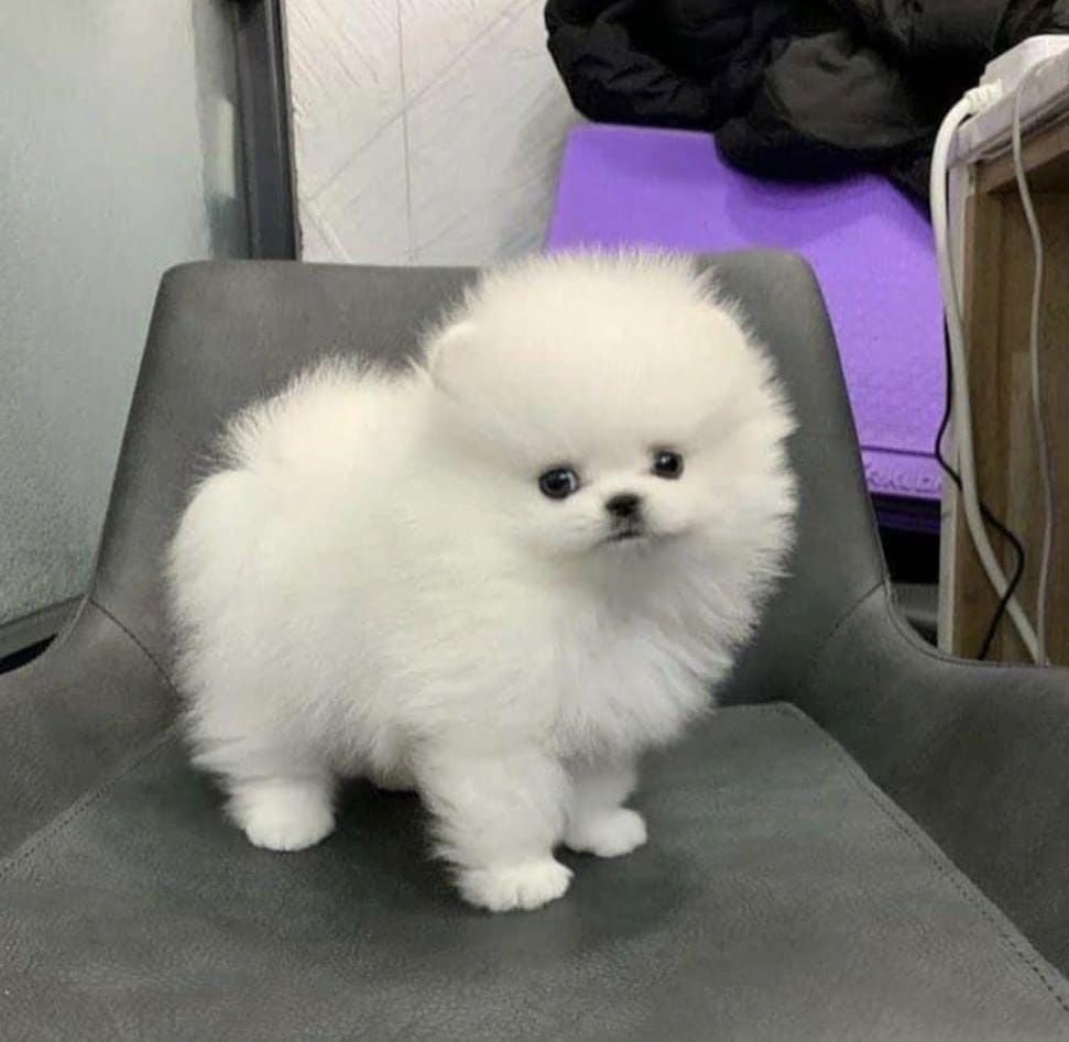 Süße Zwergspitz-Welpen (Pomeranian) zu verkaufen