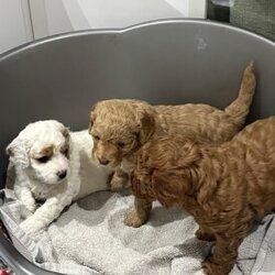 Cavapoo-Welpen zu verkaufen