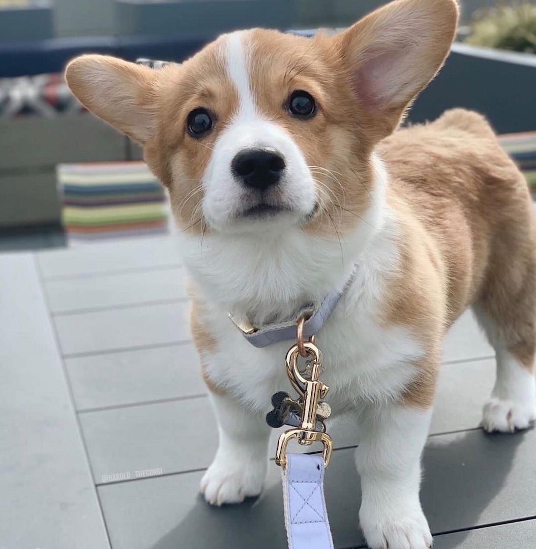 Wunderschöne Pembroke Welsh Corgi-Welpen