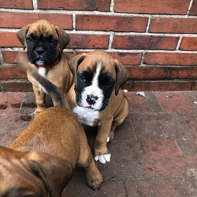 Wunderschöne Boxer-Welpen mit AKC-Papieren