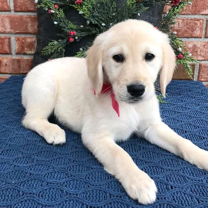Liebevolle Labrador-Retriever-Welpen