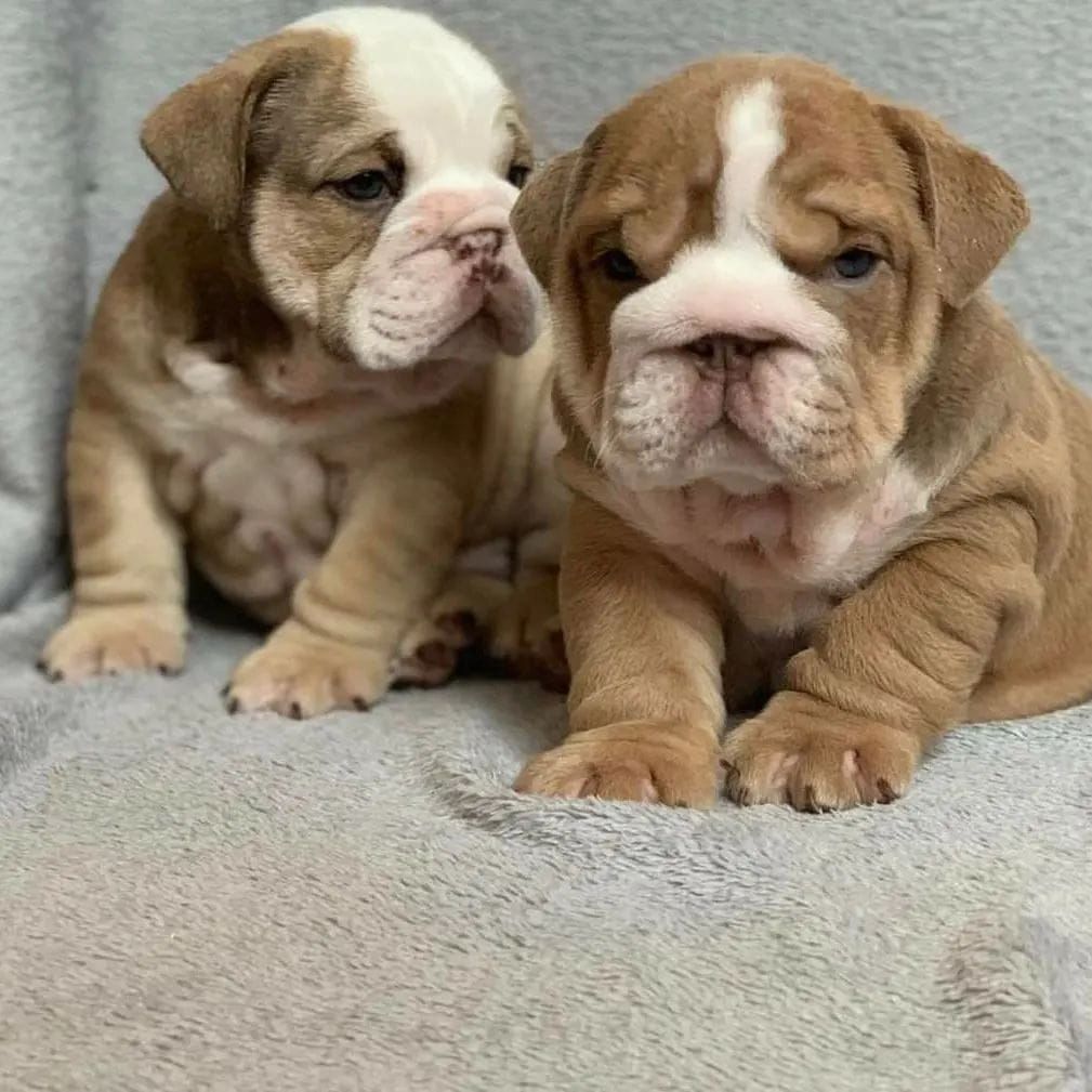 Wundervolle Englische Bulldoggen-Welpen
