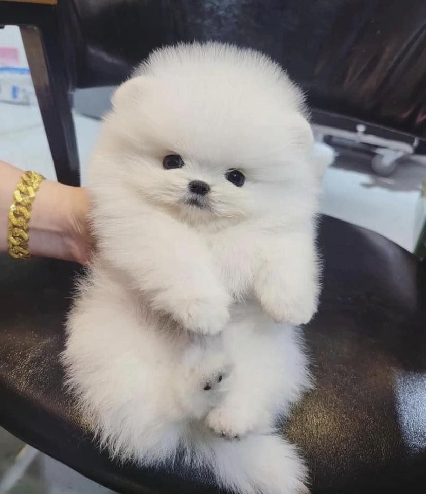 Preiswerte Pomeranian-Welpen abzugeben