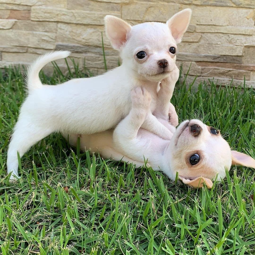 2 wunderschöne kleine Chihuahua-Mops-Rüden – New York, NY