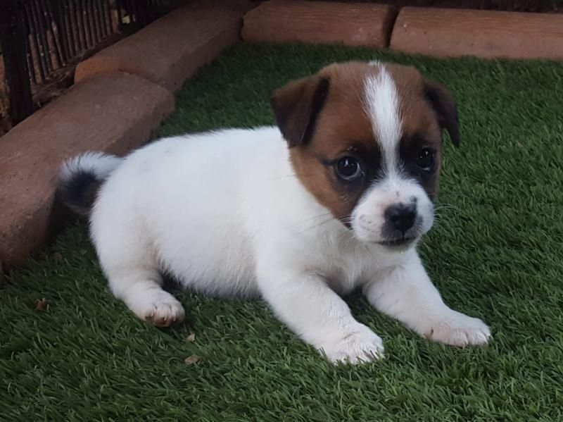 Jack-Russell-Welpen.
