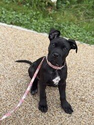 6 Monate alte Cane-Corso-Hündin