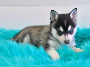Alaskan-Klee-Kai-Welpen abgabebereit
