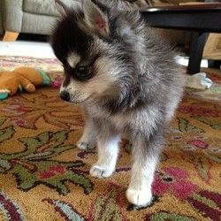 Alaskan-Klee-Kai-Welpen abgabebereit