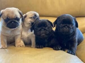 Mops-Welpen abgabebereit