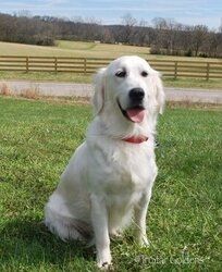 Golden-Retriever-Welpen in Nashville