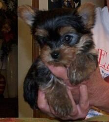 Yorkshire-Terrier-Welpen suchen ein Zuhause