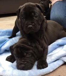 Staffordshire-Bullterrier-Welpen.