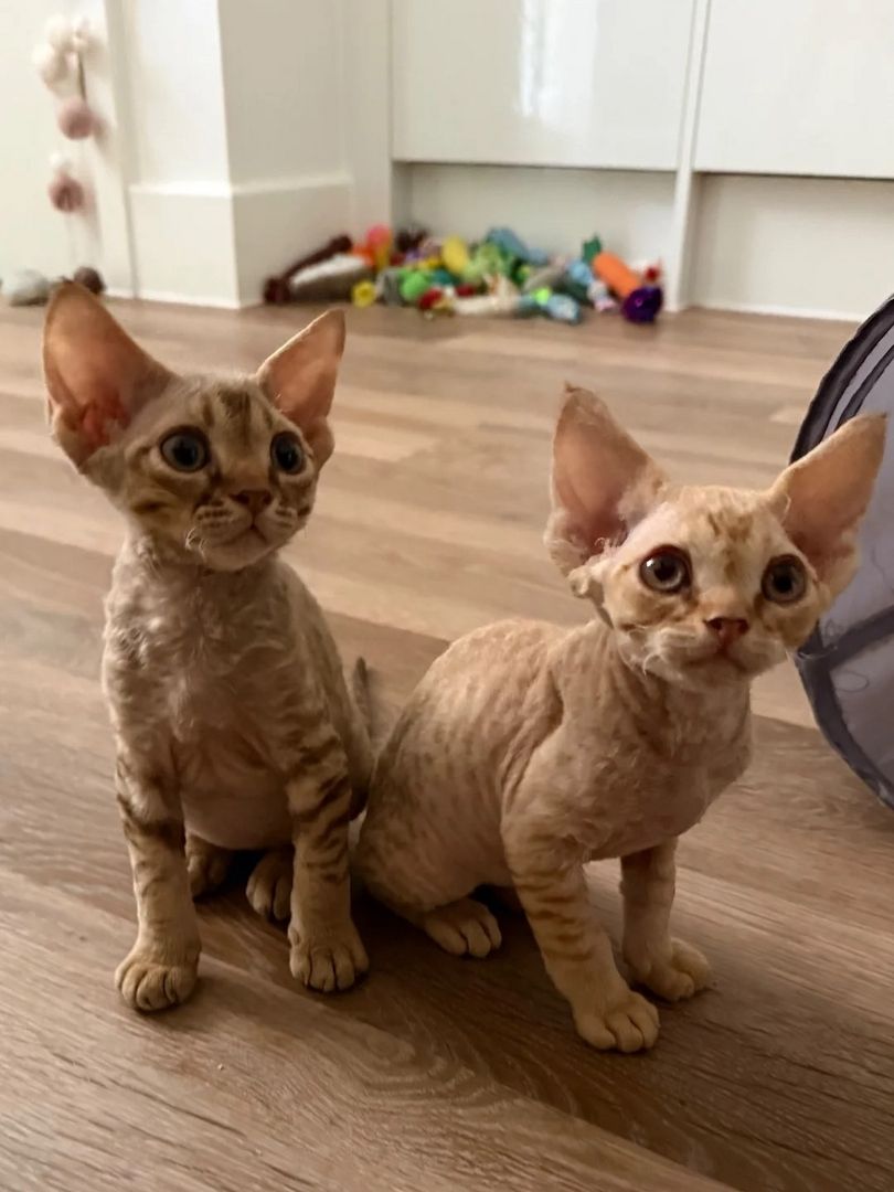 Devon-Rex-Kätzchen zu verkaufen
