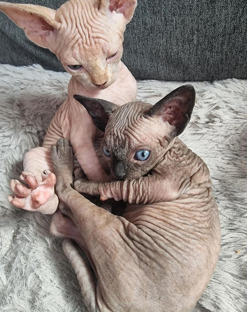 Sphynx-Kätzchen