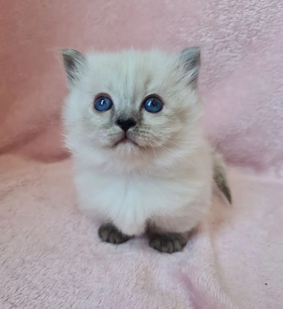🐾 Wunderschöne,Munchkin-Kätzchen zu verkaufen 🐾 – sehr flauschig