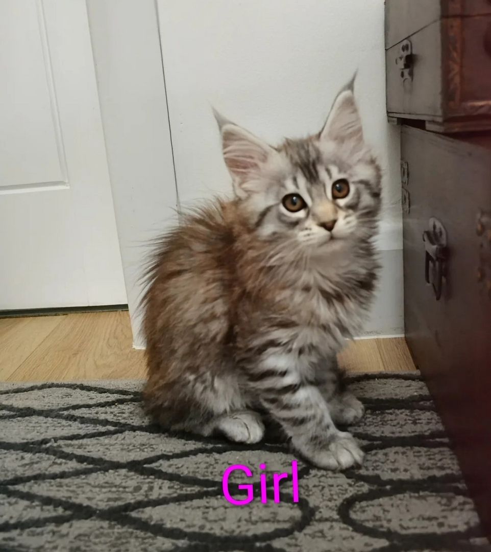 reinrassiges Maine-Coon-Kätzchen abzugeben.