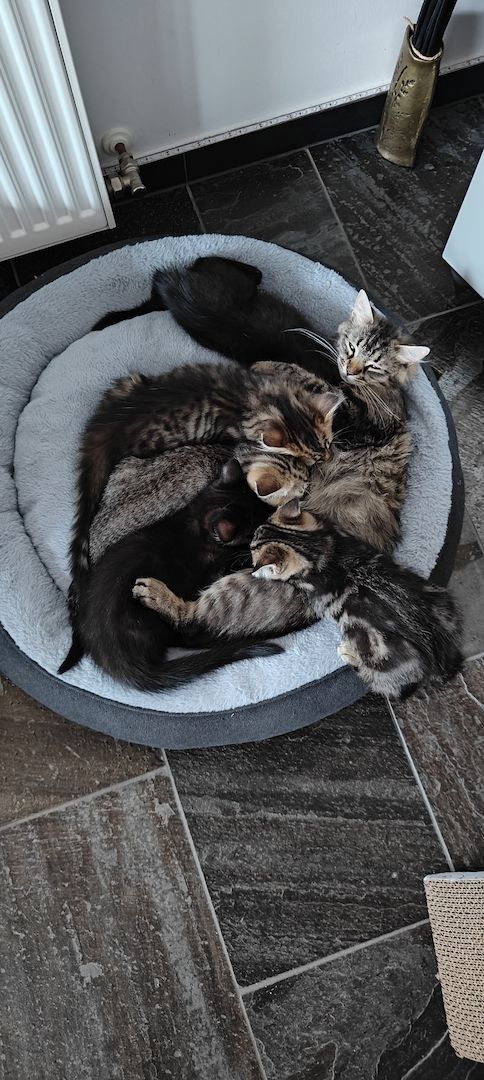 Kitten zu verkaufen