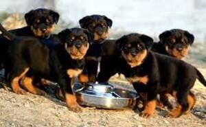 Rottweiler-Welpen zu verkaufen.