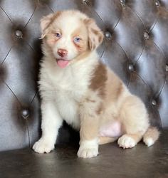 Australian-Shepherd-Welpen suchen ein Zuhause