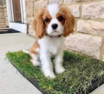 Wunderschöne Cavalier King Charles Welpen (Rüden und Hündinnen)