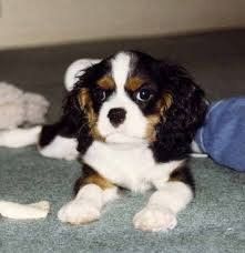 Wunderschöne Cavalier King Charles Welpen (Rüden und Hündinnen)