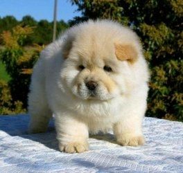 Chow-Chow-Welpen zu verkaufen