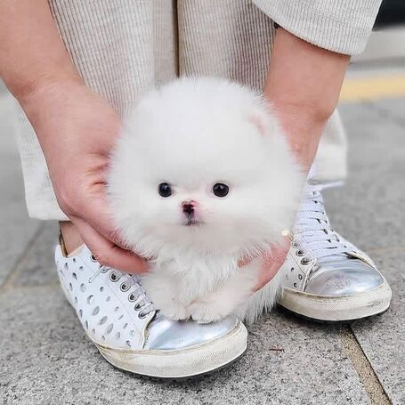Süße Zwergspitz-Welpen (Pomeranian) zu verkaufen