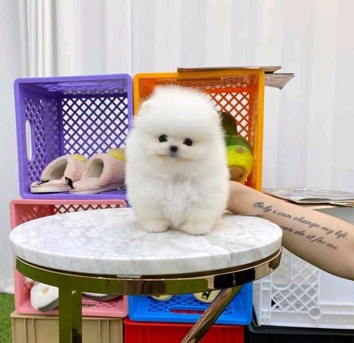 Süße Zwergspitz-Welpen (Pomeranian) zu verkaufen