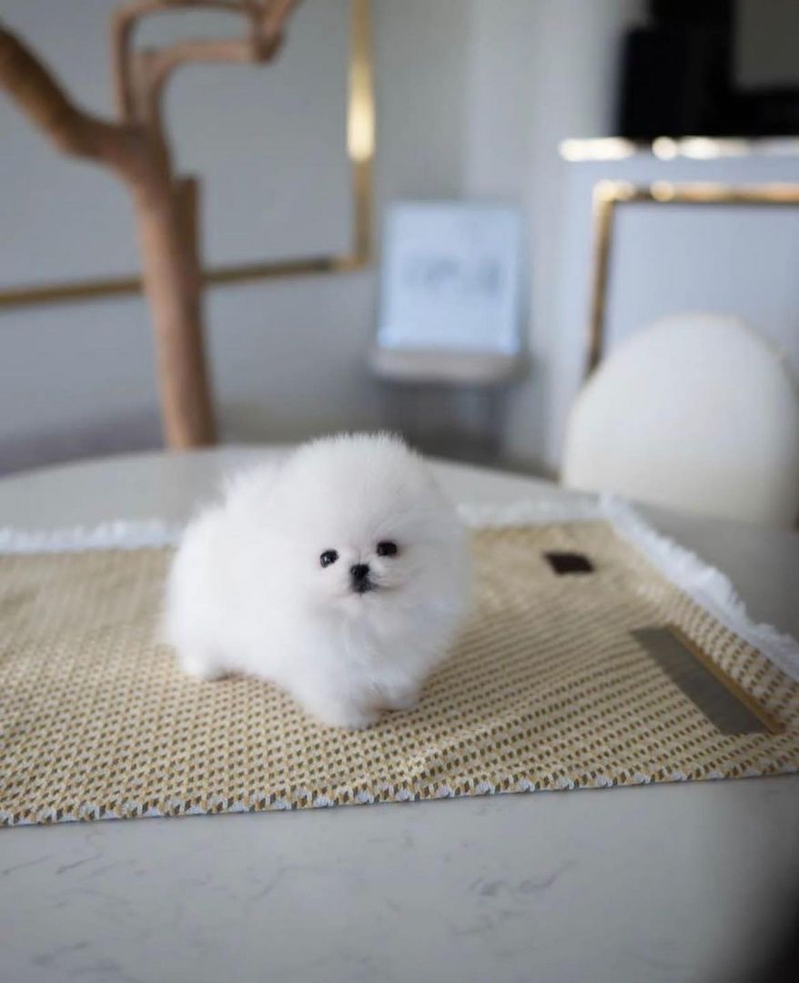 Süße Zwergspitz-Welpen (Pomeranian) zu verkaufen