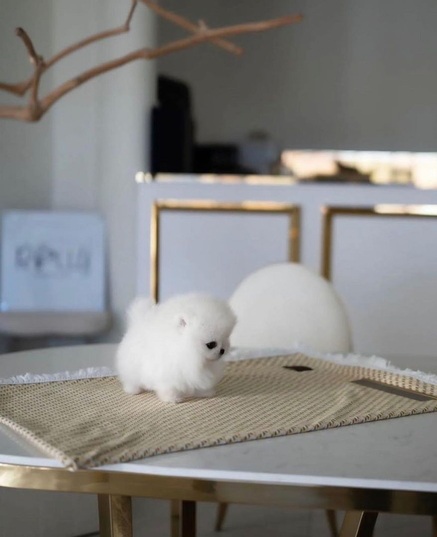 Süße Zwergspitz-Welpen (Pomeranian) zu verkaufen